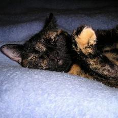 Blanding af racer Gismo