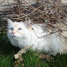 Ragdoll Sir Karmanjaka