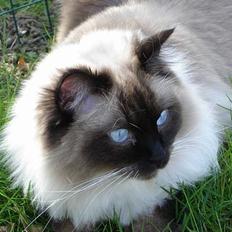 Ragdoll Sir Tengil