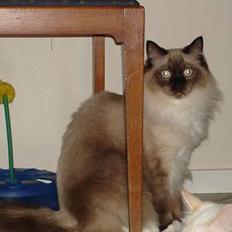 Ragdoll Sir Tengil