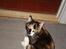Huskat Fie