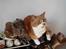 Huskat Oliver - Her kan man jo godt ligge et par timer.. ;o)