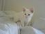 Blanding af racer NimNim R.I.P