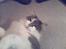 Huskat Gustav - Gris -