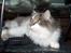 Huskat Gustav - Gris -