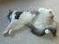 Huskat Gustav - Gris -