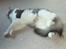 Huskat Gustav - Gris -