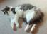 Huskat Gustav - Gris - - kigger lige..
