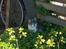 Huskat Gustav - Gris - - sommer anno 2006