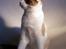Huskat Tsuki