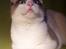Huskat Tsuki