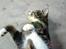 Huskat Gonzo - Savner ham :(!