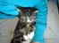 Huskat Gonzo - Savner ham :(!