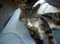 Huskat Gonzo - Savner ham :(!