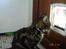 Huskat Gonzo - Savner ham :(!