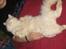 Ragdoll Kaizer - Typisk Kaizer - en rigtig puttetrold :)