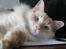 Ragdoll Kaizer - Stadig bare en stor killing ;D