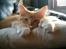 Maine Coon Pablo's POLY ---Død---