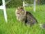 Maine Coon Tazz Tilbage ved ejer