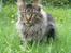 Maine Coon Tazz Tilbage ved ejer