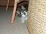 Huskat Gustav - Gris - - gemmeleg??