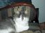 Huskat Gustav - Gris -