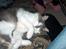 Huskat Gustav - Gris -
