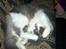 Huskat Gustav - Gris -
