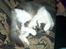 Huskat Gustav - Gris -