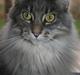 Maine Coon Bailey KASTRAT R.I.P.