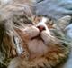 Maine Coon birger