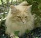 Maine Coon Percy
