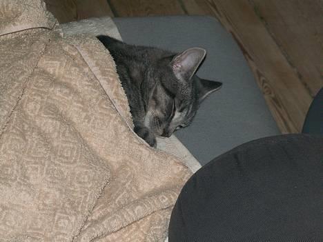 Huskat Graulund - Hvad er det du har der i hånden billede 3