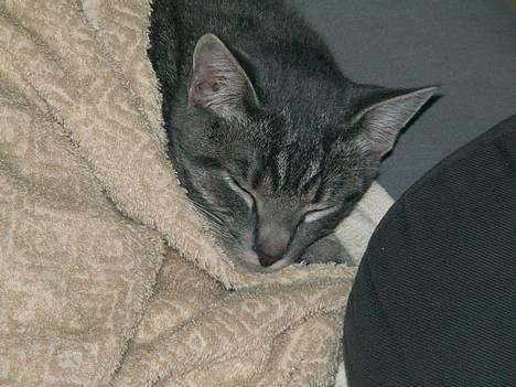 Huskat Graulund - Hvor er jeg godt nok træt billede 4