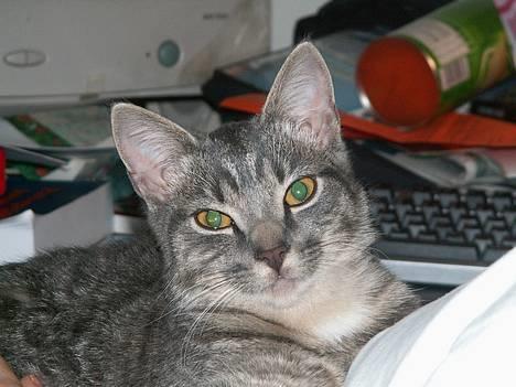 Huskat Graulund - Se er mors taske ikk folt hihi billede 6