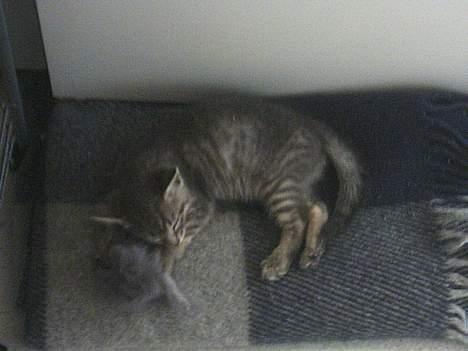 Huskat Graulund - Mig og min elskede mus billede 7