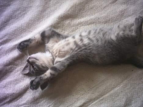 Huskat Graulund - Jeg overgiver mig billede 8