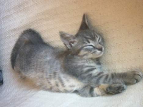 Huskat Graulund - Det er godt nok hårdt at sove billede 9