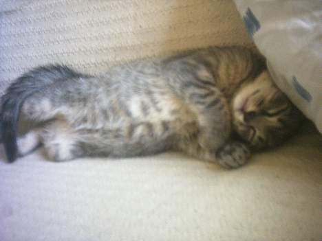 Huskat Graulund - Jeg vil ikke have du tager billeder af mig billede 10