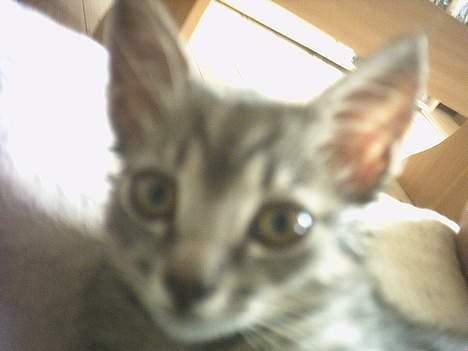 Huskat Graulund - Hej med dig billede 11