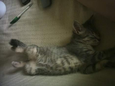 Huskat Graulund - puha det er hårdt med alt det varme billede 12