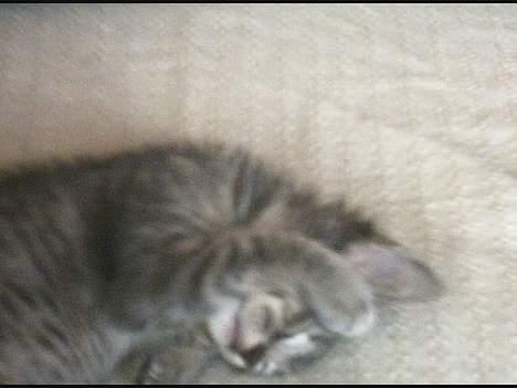 Huskat Graulund - lad være mor ikke flere billeder billede 14