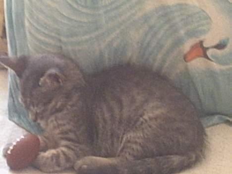 Huskat Graulund - min legebold billede 16