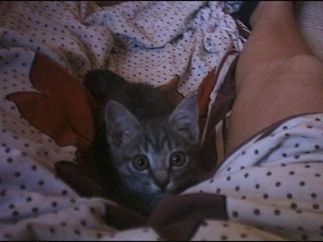 Huskat Graulund - Hej hej  billede 17