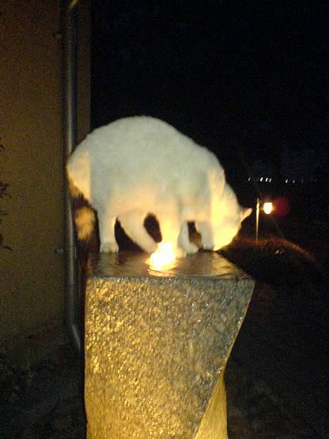 Blanding af racer Penny (aflivet) - den lille pige blev tørstig og hoppede på spring vandet billede 17