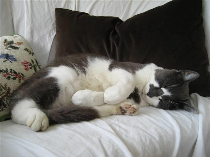 Huskat Simba - søde simba <3 billede 8