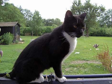 Huskat Lillebror billede 11