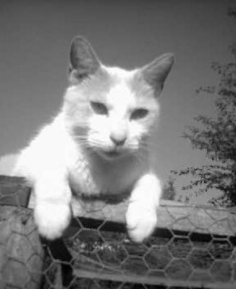 Blanding af racer garfield billede 4