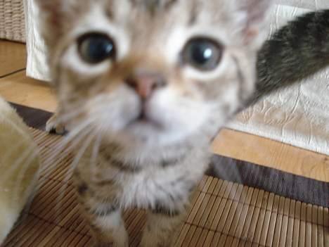 Blanding af racer LONDON - hehe blev meget nysgerrig da jeg tog mit camera frem billede 7