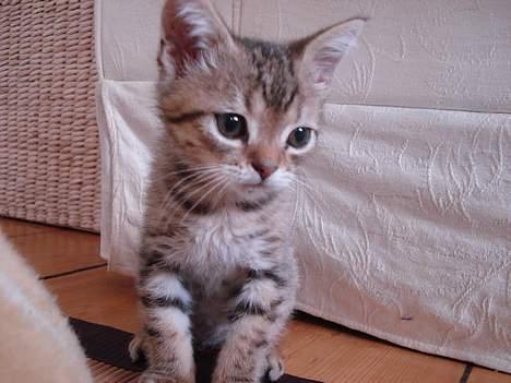 Blanding af racer LONDON - sidder bare så fint når der skal taget potræt billede 8